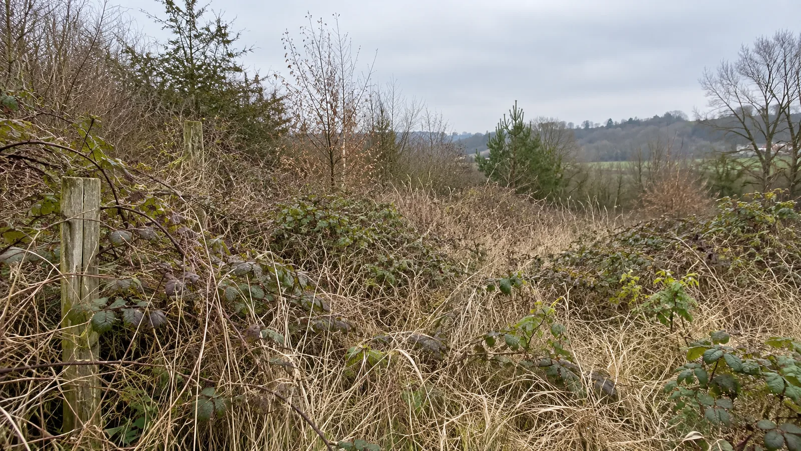 Terrain envahi de ronces et de broussailles avant débroussaillage